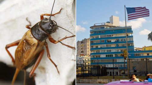 Cuba has implied "crickets and cicadas" may have been responsible for a noise that sparked numerous health complaints among US embassy workers. (AAP/AP)