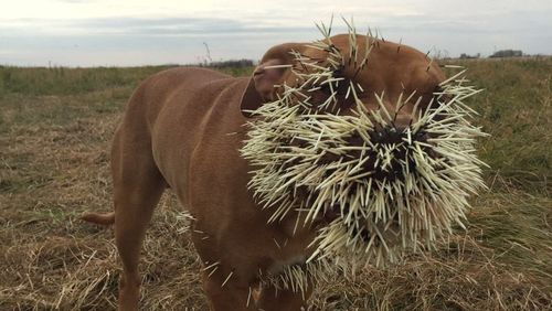 Canadian dog’s face reduced to a pincushion after nasty encounter with porcupine