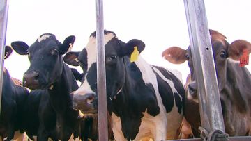 Cattle, cows, Australia.