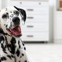 Five things to know about Dalmatians