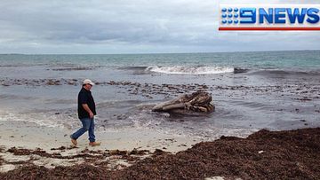 A beach-goer walks past the whale head. (Matt Tinney/Nine News Perth)