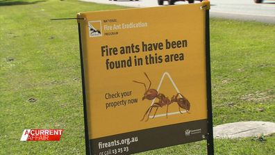Fire ants Queensland