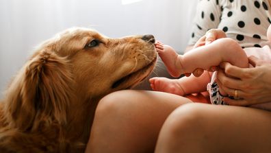 Golden Retriever licking a baby's feet at home. Dog with baby. Dog and baby.