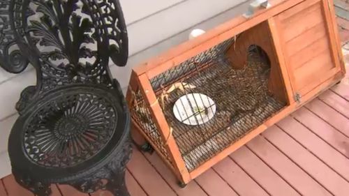 The pet was taken from its cage. (9NEWS)