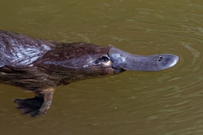 The duck-billed platypus