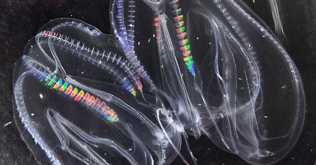 Comb Jellies Display Unique Fusion Capabilities, Merging Nervous and Digestive Systems