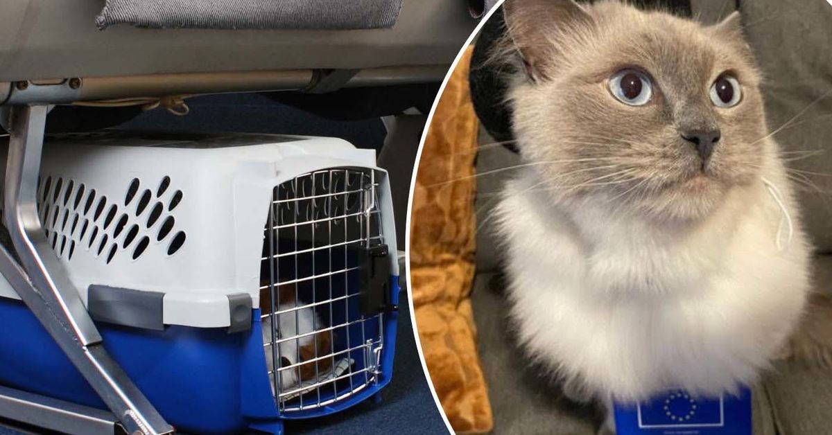 This cat was able to fly to Europe in the cabin after Aussie discovers little-known rule