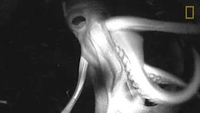 <p>It's like something straight from a horror film…

Scientists claim they are one step closer to unravelling one of the greatest mysteries of the deep thanks footage captured by "Crittercams" strapped to the bodies of giant squid.</p><p>

Marine biologists have long known the Humboldt squid, which can grow as big as a man, speak to each other in flashes of colour, their whole bodies changing from red to white and back again.</p><p>

Now they claim to be one step closer to figuring out just what it is they are saying, as video analysts work to decipher their creepy chatter of flickers, lunges and flashes.</p><p>

They mightn't have cracked the code yet but even getting this far was a stretch, as a new research paper explains.</p><p>

The aggressive predators, sporting suckers lined with sharp teeth, show no fear of human divers and have been known to rip off diving masks and to attack lighting and camera equipment.</p><p>
If that wasn't enough, they also have a two-inch-long beak used to sever the spines of fish, and have no qualms about ripping apart and eating injured comrades.</p><p>
So scientists mounted cameras on three of the animals instead.</p><p>

Click through to watch squid poetry in motion as well as a few quirks held by their less intimidating cephalopod cousins.</p>