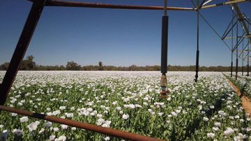 Poppy farms are hidden across NSW.