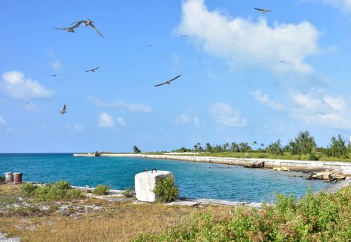 This file photo from June 2018 shows the rare sea birds on the island.