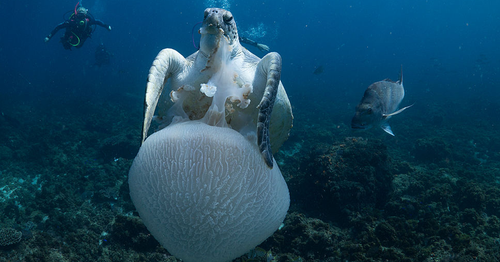 An unfortunate jellyfish is snapped up for dinner by a green turtle off Byron Bay. Turtles often mistake plastic bags for jellyfish. 