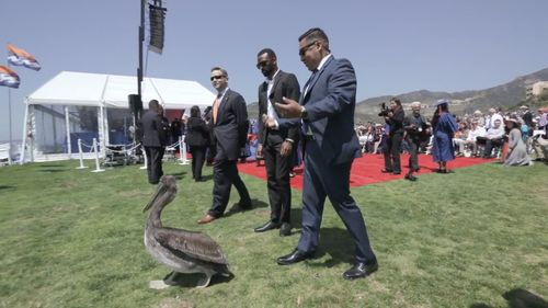 The pelican waddled away from the ceremony. (YouTube: Grant Dillion)
