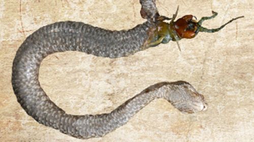 Centipede and snake eat each other
