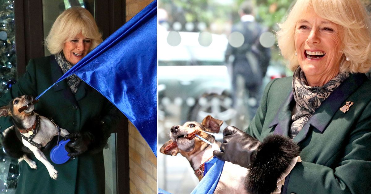 Royal first as Camilla's rescue dog helps unveil plaque 9Honey