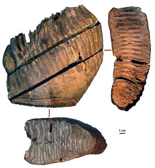 Le plus ancien ADN du monde séquencé à partir d'un mammouth qui a vécu il y a plus d'un million d'années