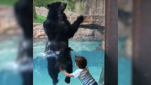 Five year old Ian and Andean bear Luka, have had a bit of fun at Nashville Zoo. Picture: Facebook