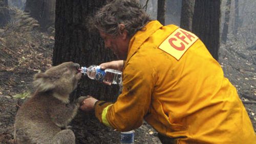 Sam the koala became a symbol of hope during the 2009 Victoria bushfires. (AAP)