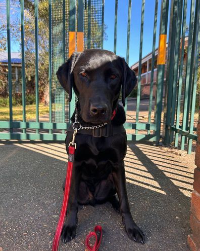 assistance dogs