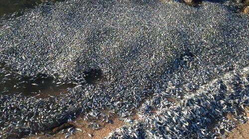 Thousands of dead fish wash up on WA beach 