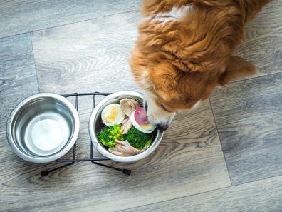 Dog eating eggs iStock photo