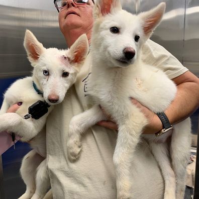 Puppies thrown over shelter fence adopted