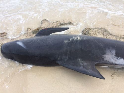 Short-finned pilot whales have a history of mass strandings in Western Australia. (DBCA Media)