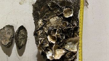 Uncle Ray, the record-breaking oyster found on the NSW south coast.