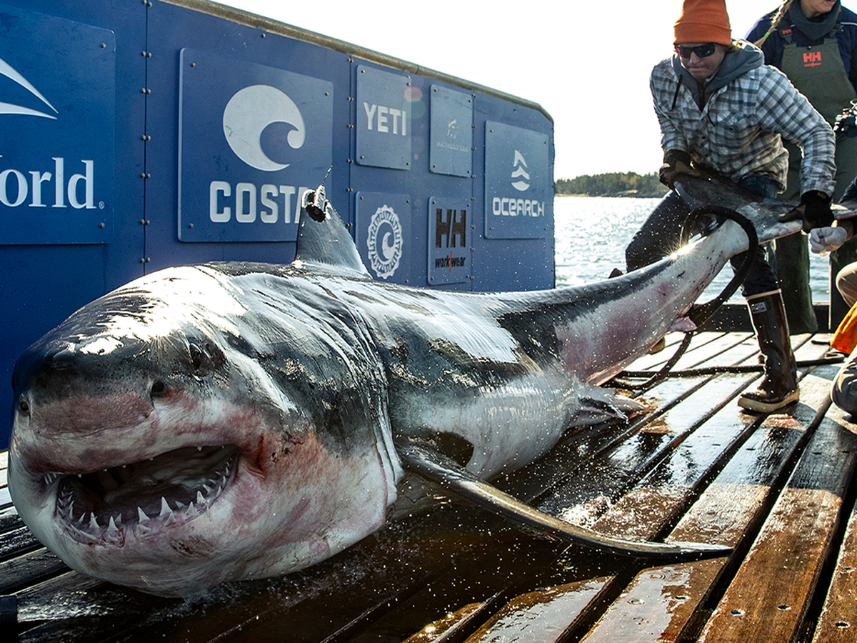 Shark news: Massive great white shark weighing more than 450 kilograms  swimming off US coast
