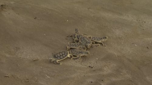 Some of the turtles huddled together...