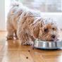 QUIZ: Spot the dog food dos and don'ts
