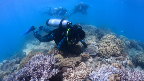 Researchers check corals for signs of spawning.