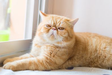 Brown Exotic shorthair cat.