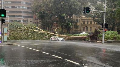 A tree fell on top of a taxi travelling carrying three passengers in the Sydney CBD.