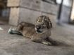 Lion cubs bring joy to war-scarred Gaza