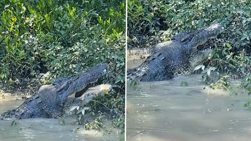 NT crocodile eating another crocodile