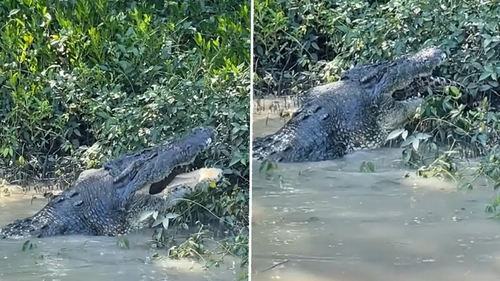 Crocodile du NT mangeant un autre crocodile