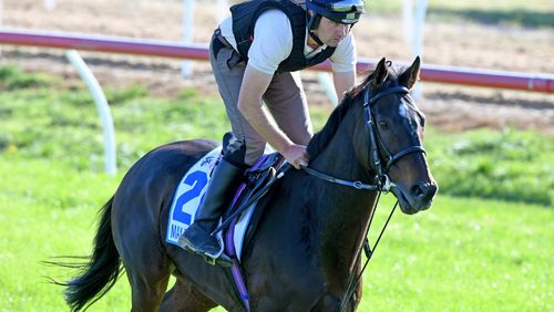 Max Dynamite is Cam Williams's top pick for the Cup winner. (Image: AAP)