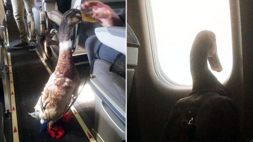 'Handsome’ therapy duck a hit with flight passengers