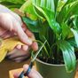 The top three mistakes you're making with your houseplants