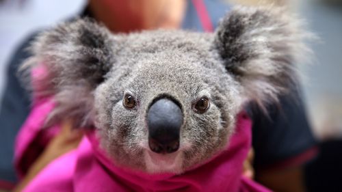 A koala named Lisa from Pappinbarra recovers from burns at The Port Macquarie Koala Hospital. More than 2000 of the marsupials are feared dead in recent bushfires.