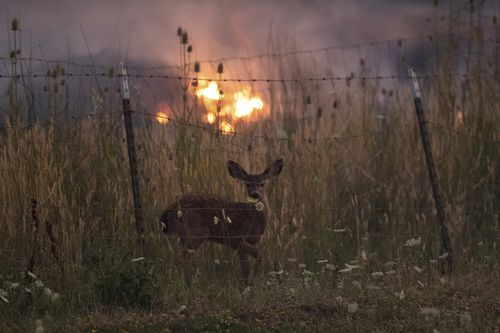 With fire burning on multiple sides, a deer stands behind a fence as the River Fire tears though Lakeport, Calif., on Tuesday, July 31, 2018. (AP Photo/Noah Berger)