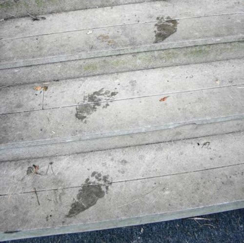 Rose's footprints in front of the house when she returned. (Facebook)