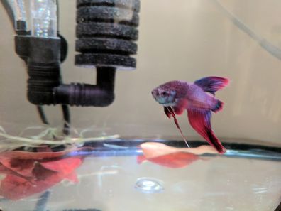 rotting betta fish makes amazing transformation after being