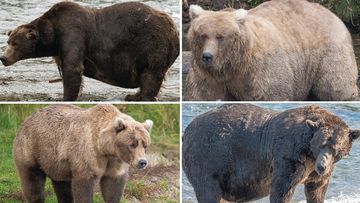 Bear with 3 Cubs Captured Weeks After Deadly Attack on Hiker in Italy