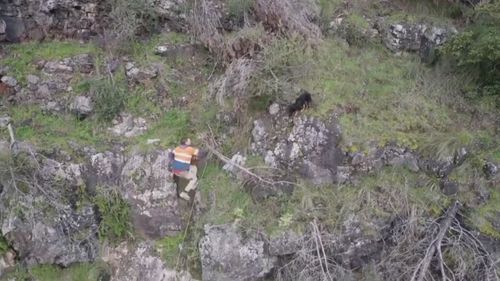 Owner Aden Pfitzner climbed the cliff side after the pooch was spotted by a drone two days later.