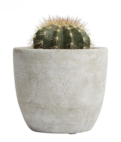 <a href="https://www.edibleblooms.com.au/buy/Succulents-Palms/Designer-Cactus/33912_Parent?gclid=COen0MHih9UCFRQEKgod83sCWw" target="_blank">Edible Blooms Designer Cactus, $65.</a> Why? Once you become a parent you'll be flat out keeping your kids alive, let alone a plant. So get a cactus. They're a hardy desert plant. And you can also spike your husband with it when he doesn't do the washing up.
