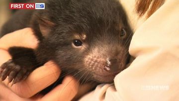 Feisty baby Tasmanian devils undergo first health check