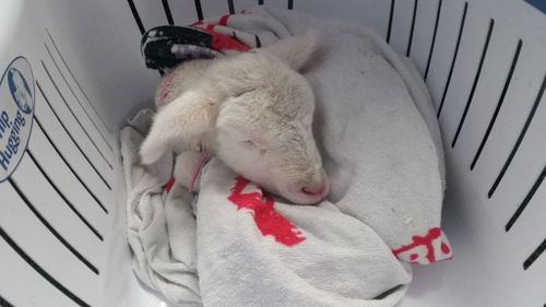 Orphaned baby lamb adopted by Western Australian police officer