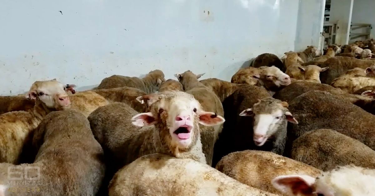 60 Minutes uncovers disturbing video from live sheep export vessel