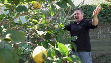 Italian tenor, Raffaele Pierno, started practising in front of his Brisbane lemon tree during COVID-19.